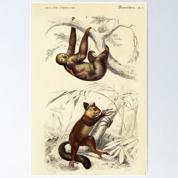 Item preview, Vintage French biology illustration - Bradype Quadrupeds designed and sold by Gardenlibrary.