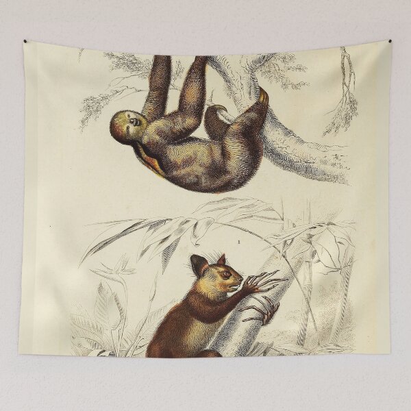 Item preview, Vintage French biology illustration - Bradype Quadrupeds designed and sold by Gardenlibrary.