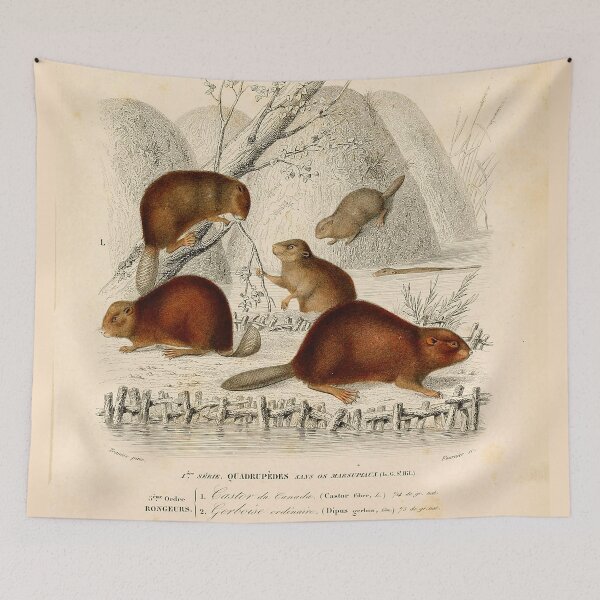 Item preview, Vintage French biology illustration - Castor Gerboise Quadrupeds designed and sold by Gardenlibrary.