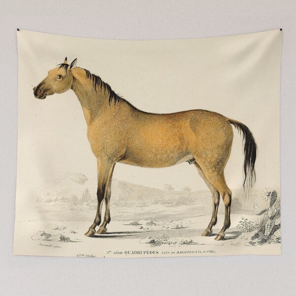 Item preview, Vintage French biology illustration - Horse Quadrupeds designed and sold by Gardenlibrary.