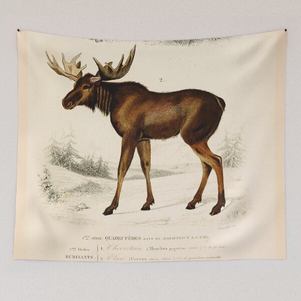 Item preview, Vintage French biology illustration - Quadrupeds Chevrotain Elan designed and sold by Gardenlibrary.