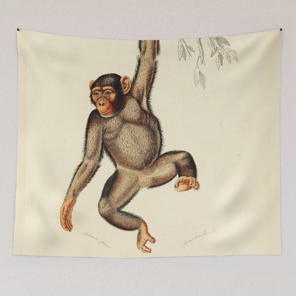 Item preview, Vintage French biology illustration - Quadrupeds Chimpanzee designed and sold by Gardenlibrary.