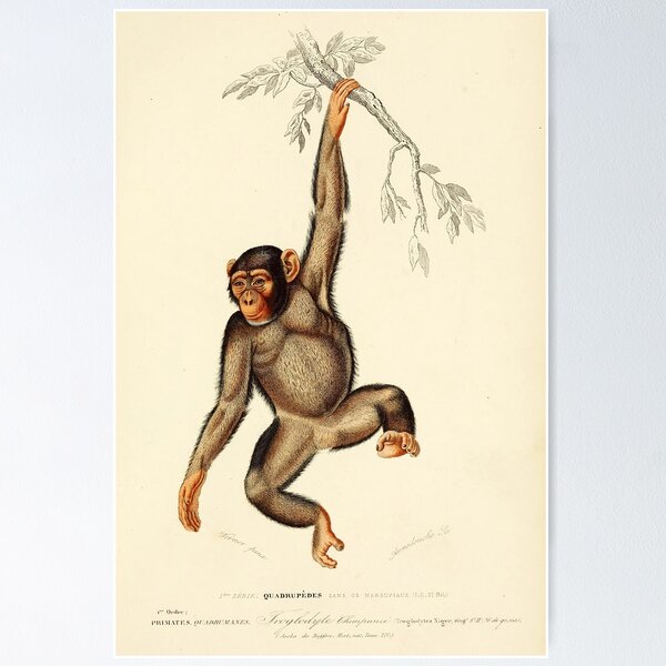 Item preview, Vintage French biology illustration - Quadrupeds Chimpanzee designed and sold by Gardenlibrary.