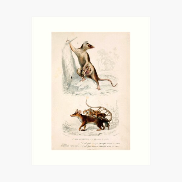 Item preview, Vintage French biology illustration - Quadrupeds Opossum designed and sold by Gardenlibrary.