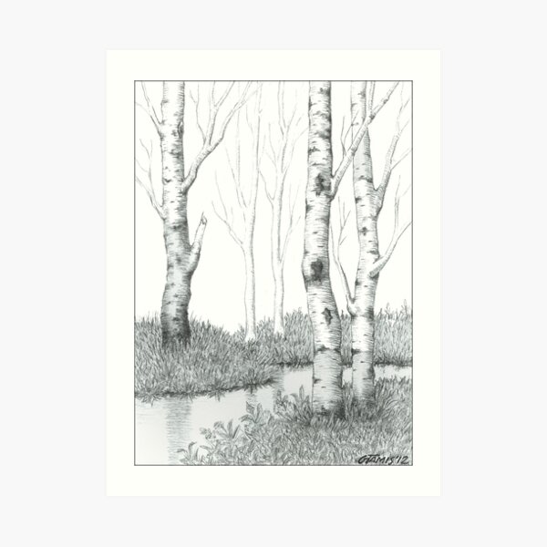BIRCH TREE 02 Art Print