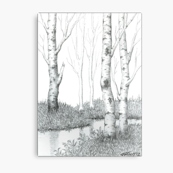 BIRCH TREE 02 Metal Print