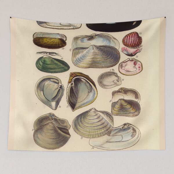 Item preview, Vintage biology illustration - Conchological Manual Plate 3. Goose neck barnacles designed and sold by Gardenlibrary.