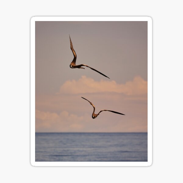 Frigates Soaring at Sunset Sticker