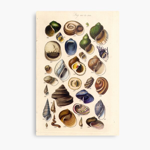 Item preview, Vintage biology illustration - Conchological Manual Plate 25. helix and spiral shaped gastropod seashells designed and sold by Gardenlibrary.