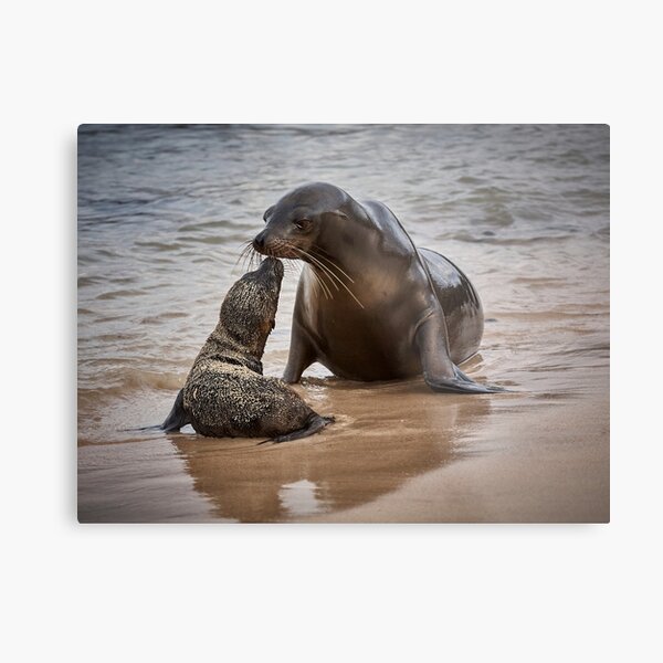 Sea Lion Pup Kisses Mother Metal Print