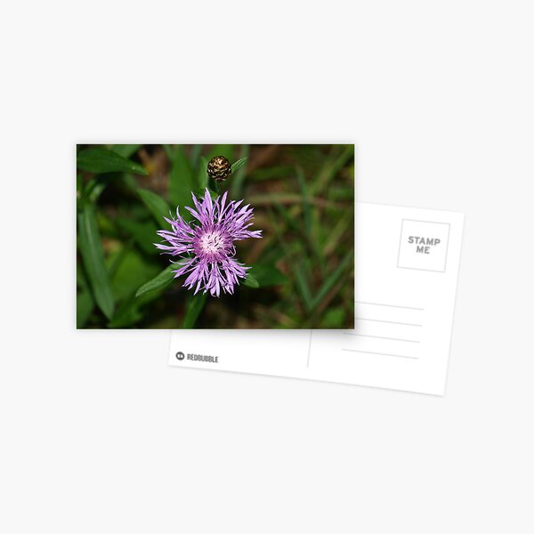 The Jewel And The Purple by Elisabeth and Barry King™ Postcard