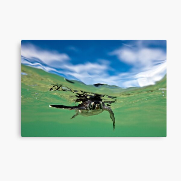 What are you looking at? Canvas Print