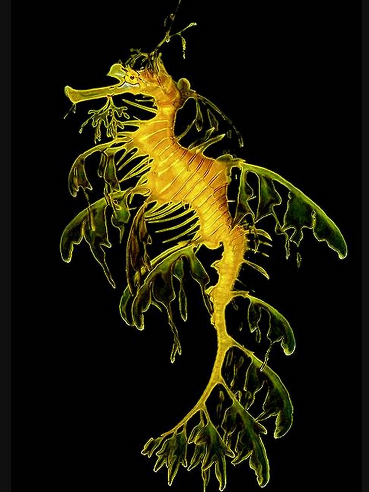 SEA HORSE by michaeltodd