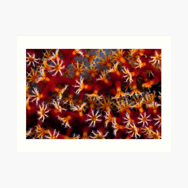 Animal flowers Art Print