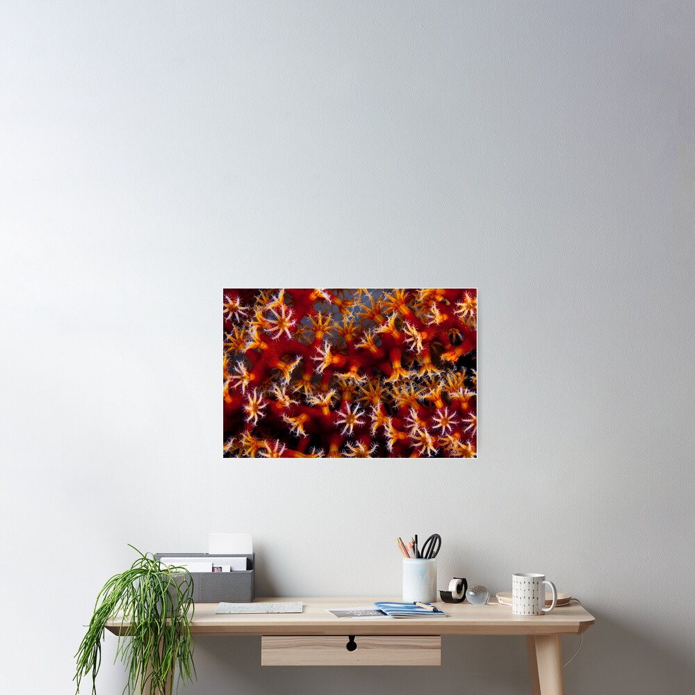 Animal flowers Poster