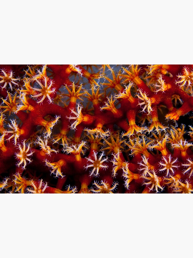 Animal flowers by DavidWachenfeld