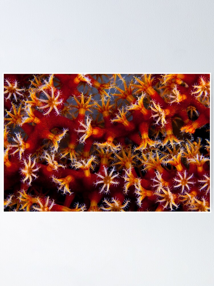Alternate view of Animal flowers Poster