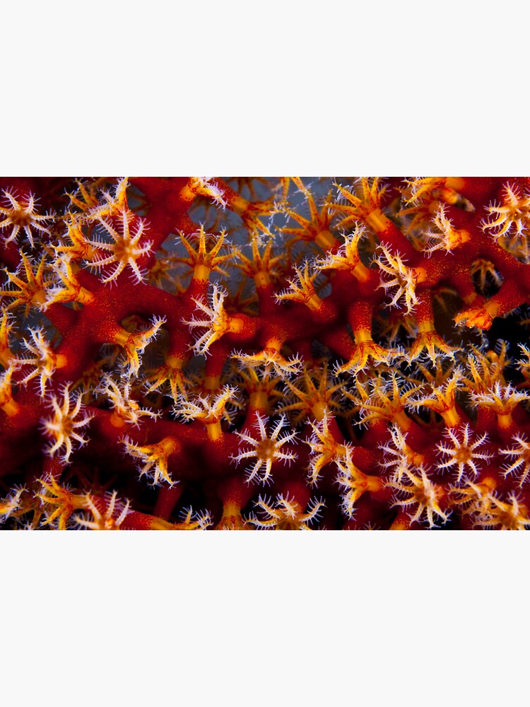 Animal flowers by DavidWachenfeld