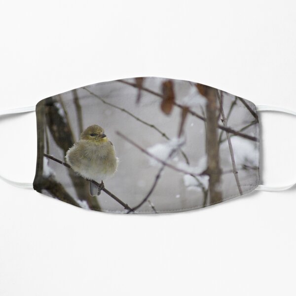 A beautiful yellow cardinal enjoying a winter day. Flat Mask