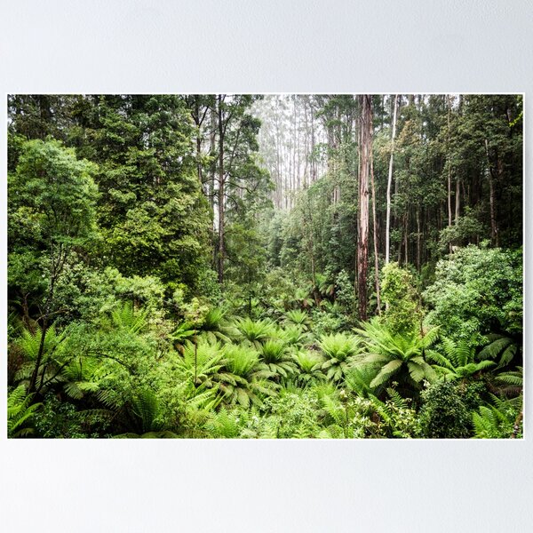 RAINFOREST GLOSSY POSTER PICTURE PHOTO rain forest jungle leaf green  252