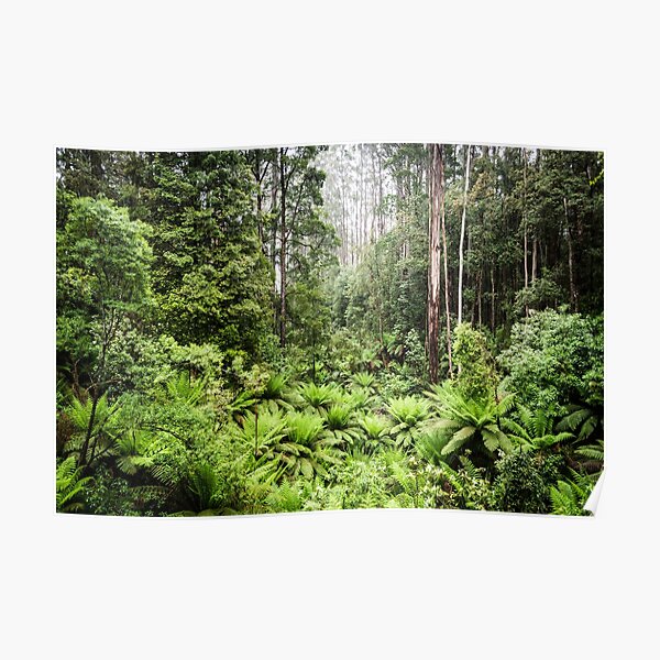 Rainforest Poster