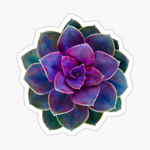 Item preview, Colorful cactus  designed and sold by Achmarry.