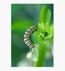 Caterpillar Photographic Print
