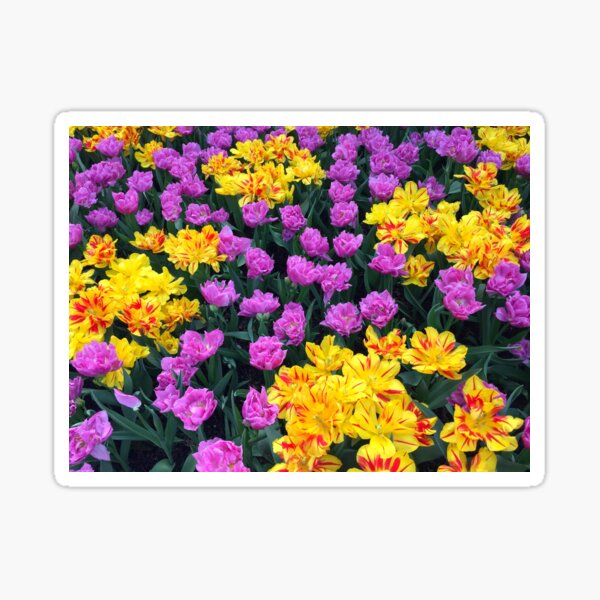 Purple and Yellow Tulips Sticker
