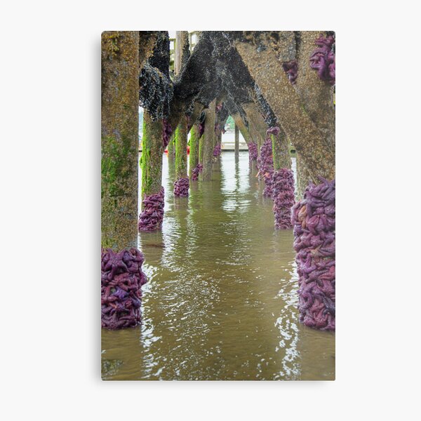 Starfish Archway Metal Print