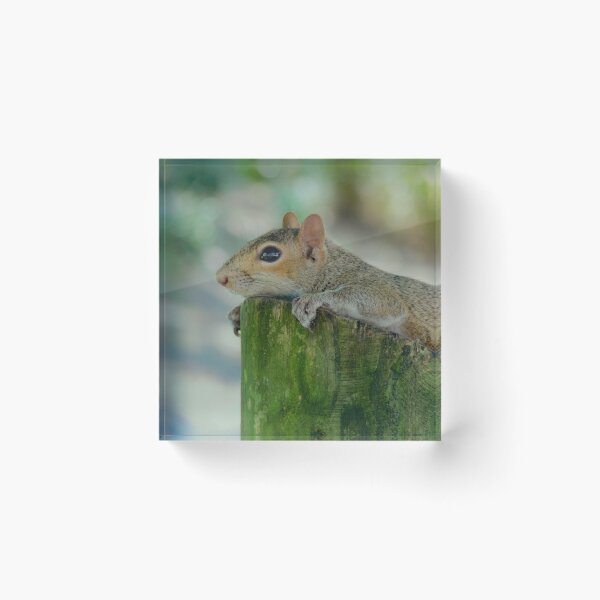 Item preview, Curious Squirrel designed and sold by Monika's Shop.