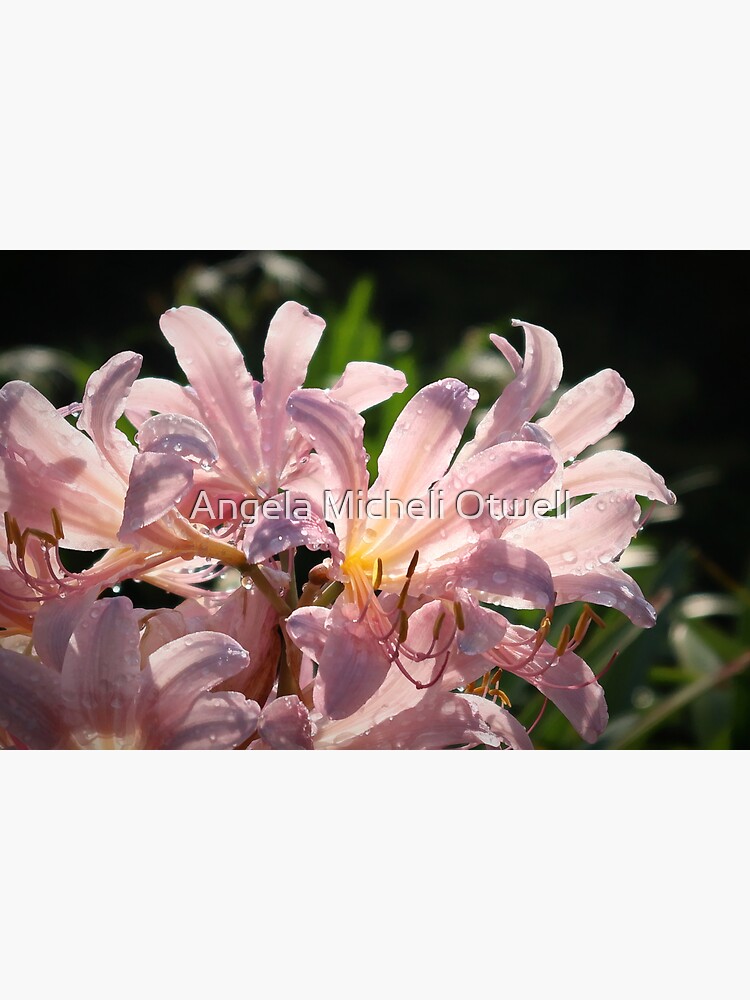Pink Lilies with Sparkly Dew by ByFitsAndStarts