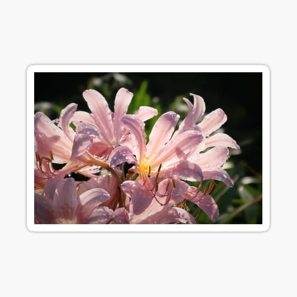 Pink Lilies with Sparkly Dew Sticker