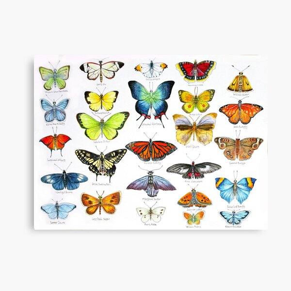 Butterflies Canvas Print