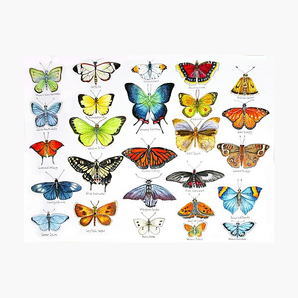 Butterflies Photographic Print