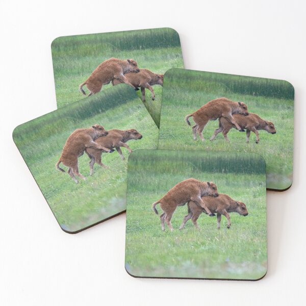 Item preview, Bison baby calves playing and jumping or mating in a meadow in Yellowstone National Park designed and sold by mkopka.