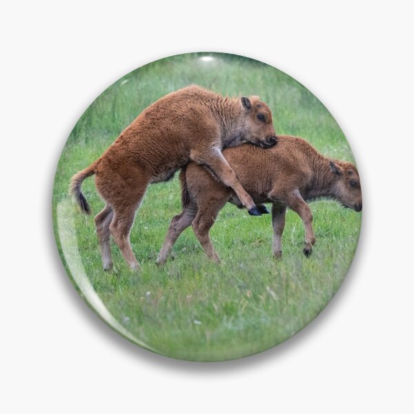 Item preview, Bison baby calves playing and jumping or mating in a meadow in Yellowstone National Park designed and sold by mkopka.