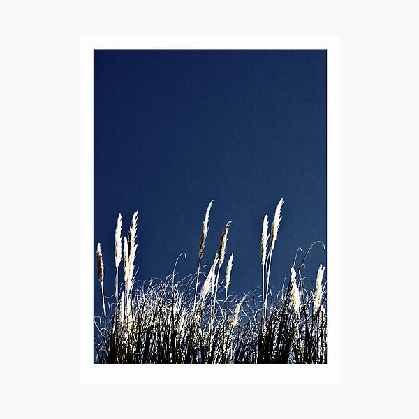 Bluegrass Photographic Print