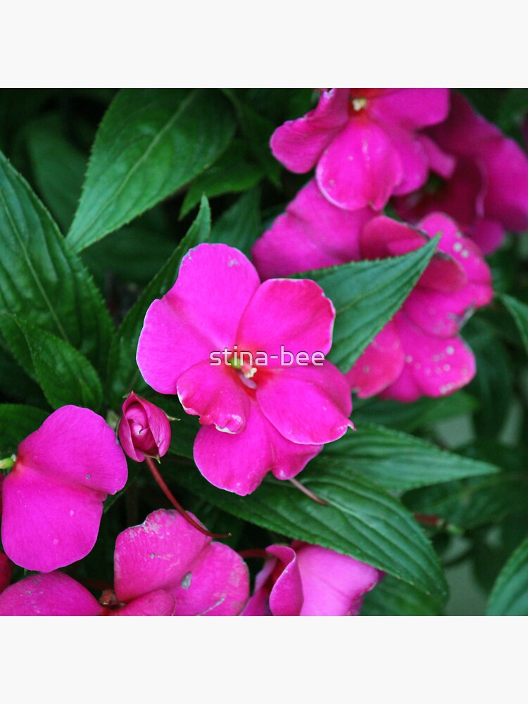 “Fuchsia pink impatiens flowers” Sticker by stina-bee | Redbubble