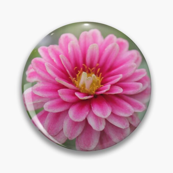 Item preview, Pink and white zinnia flower designed and sold by stina-bee.
