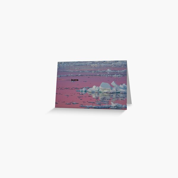 Orca Sunset Greeting Card