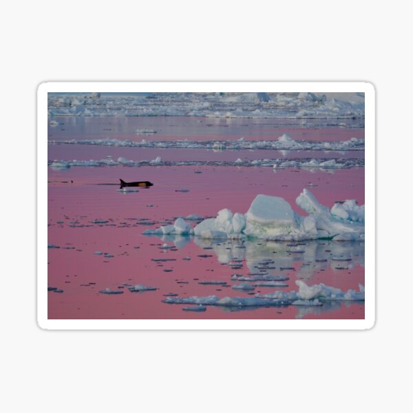 Orca Sunset Sticker
