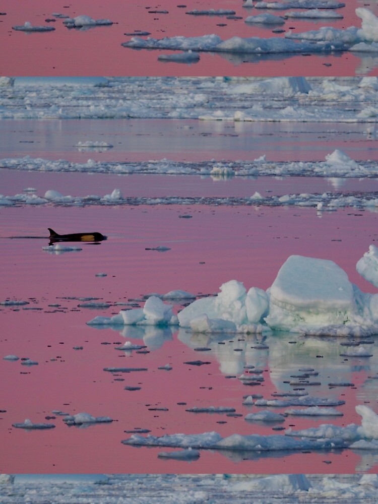 Orca Sunset by AntarcticShop