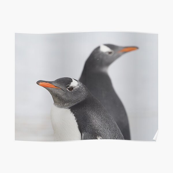 Penguin Pride Poster