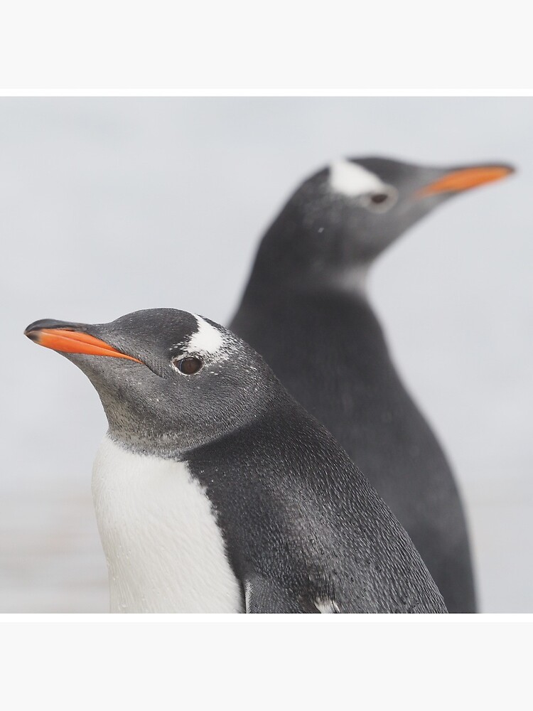 Penguin Pride by AntarcticShop