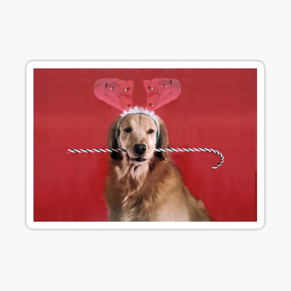 Golden Retriever Costume Gifts Merchandise Redbubble