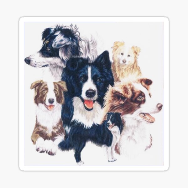 Border Collie Montage Sticker