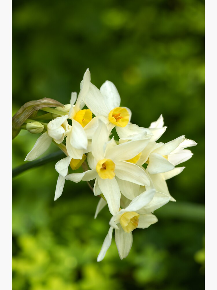 "White & Yellow Jonquil Narcissus Daffodil Flowers" Sticker for Sale by