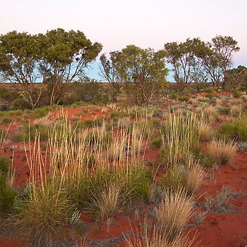 Artwork thumbnail, Spinifex on a Sandhill at Dawn by RICHARDW