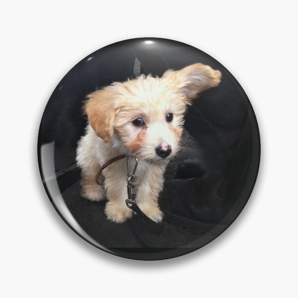Item preview, Charley at 9 Weeks designed and sold by Roz McQuillan Fine Art & Photography.