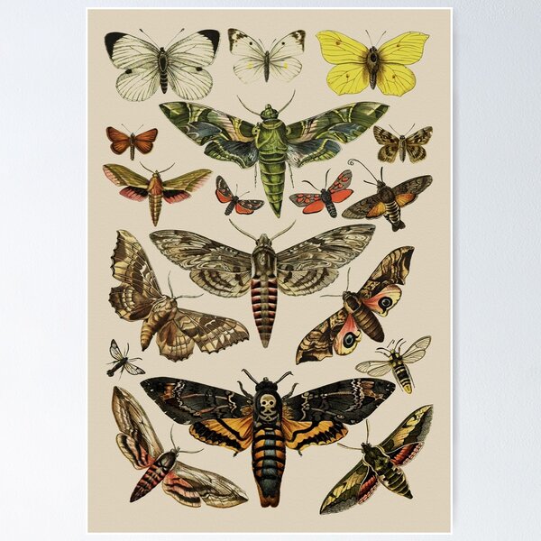 Aperçu de l'œuvre Tableaux de référence scientifiques vintage créée et vendue par wildtribe.